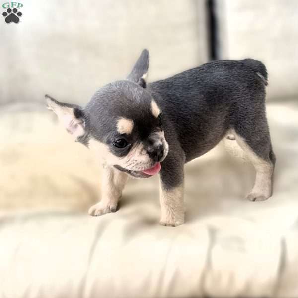 Elsie, French Bulldog Puppy